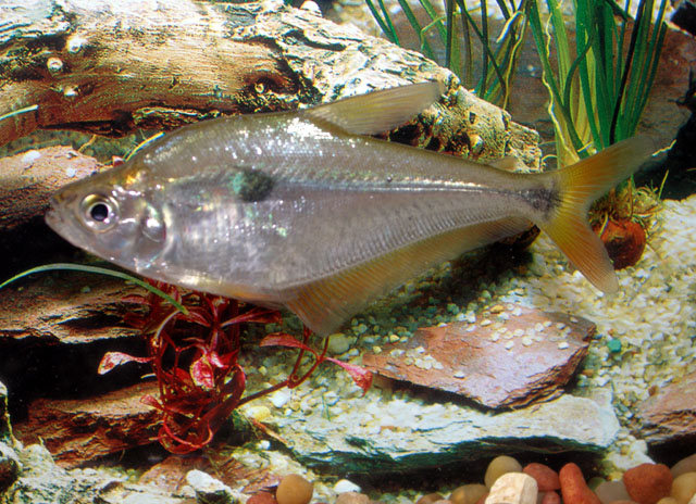 (Roeboides) Род РОЕБОИДЕСЫ, РОЕБОИДУСЫ, СТЕКЛОВИДНЫЕ ТЕТРЫ 22 вида